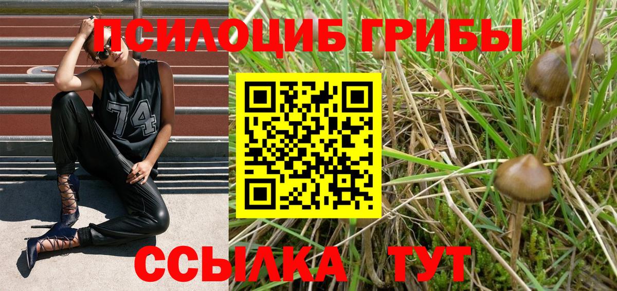 где можно купить наркотик  Галлюциногенные грибы прущие грибы  Вход с VPN  Свободный  Галлюциногенные грибы Psilocybe 